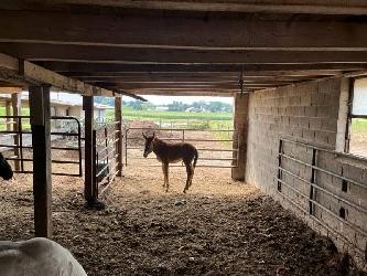  Mule Colt