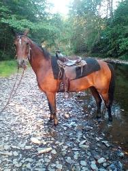 Morgan Mare