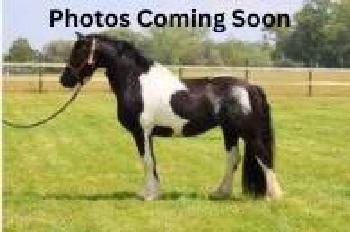 Morgan Mare