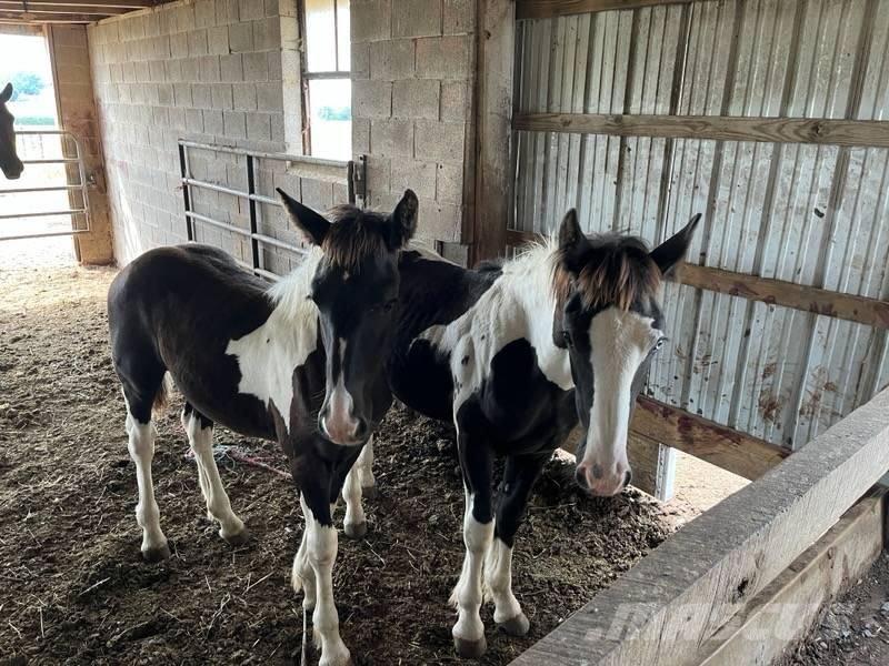  Horse Filly その他畜産機材とアクセサリー・アタッチメント
