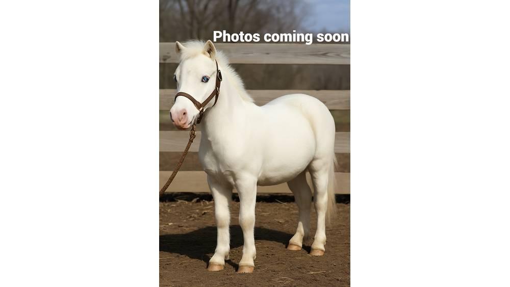  Pony 40" 搾乳設備