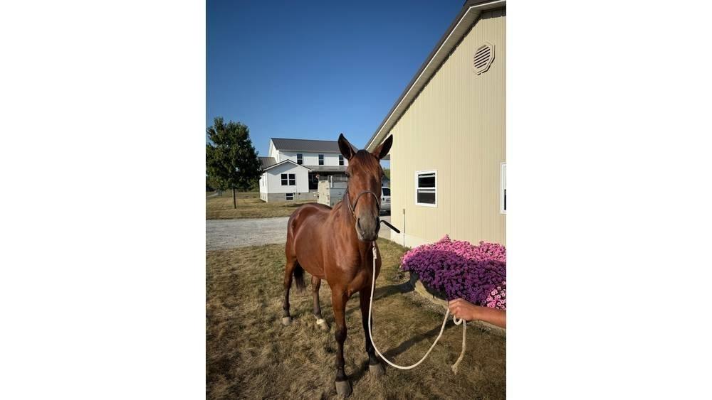  Horse Standardbred その他畜産機材とアクセサリー・アタッチメント