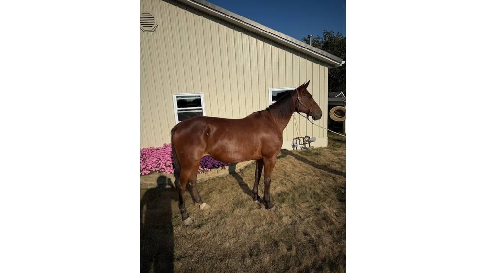  Horse Standardbred その他畜産機材とアクセサリー・アタッチメント