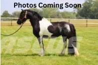  Horse Standardbred その他畜産機材とアクセサリー・アタッチメント