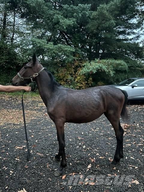  Horse Standardbred その他畜産機材とアクセサリー・アタッチメント