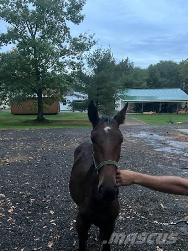  Horse Standardbred その他畜産機材とアクセサリー・アタッチメント