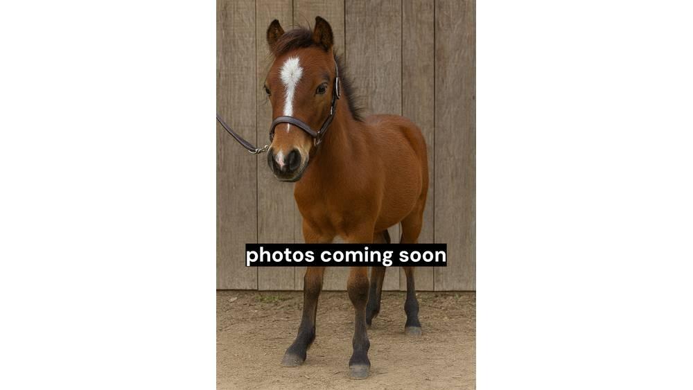  Pony Stallion 35in 搾乳設備