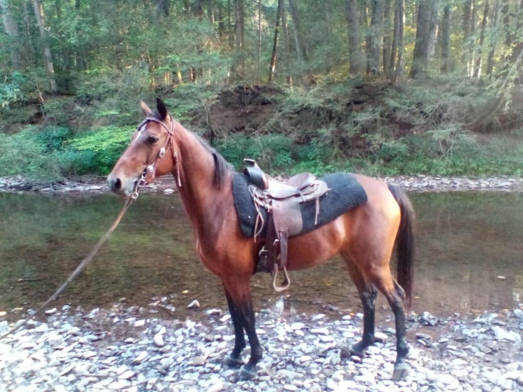 Morgan Mare その他畜産機材とアクセサリー・アタッチメント