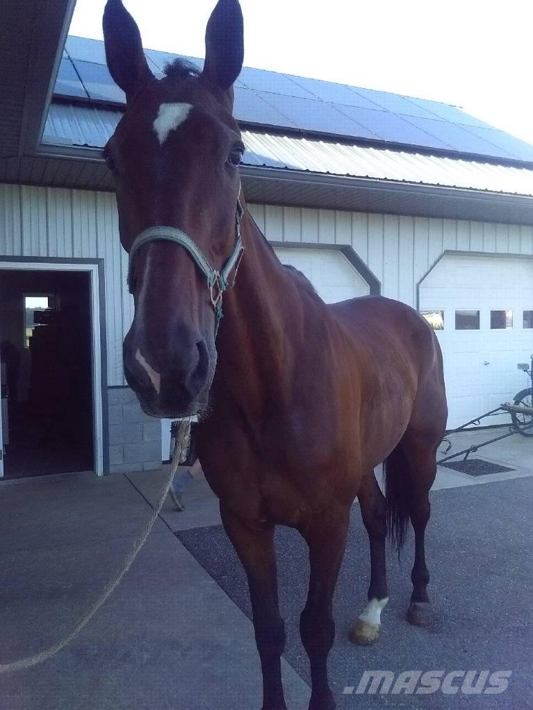  Standardbred Gelding 搾乳設備