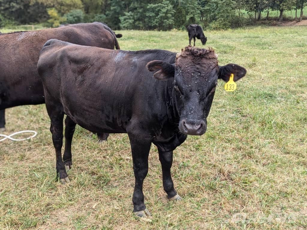 Bull (Organic Farm) 搾乳設備