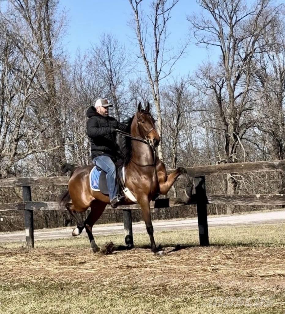  Horse Saddlebred その他畜産機材とアクセサリー・アタッチメント