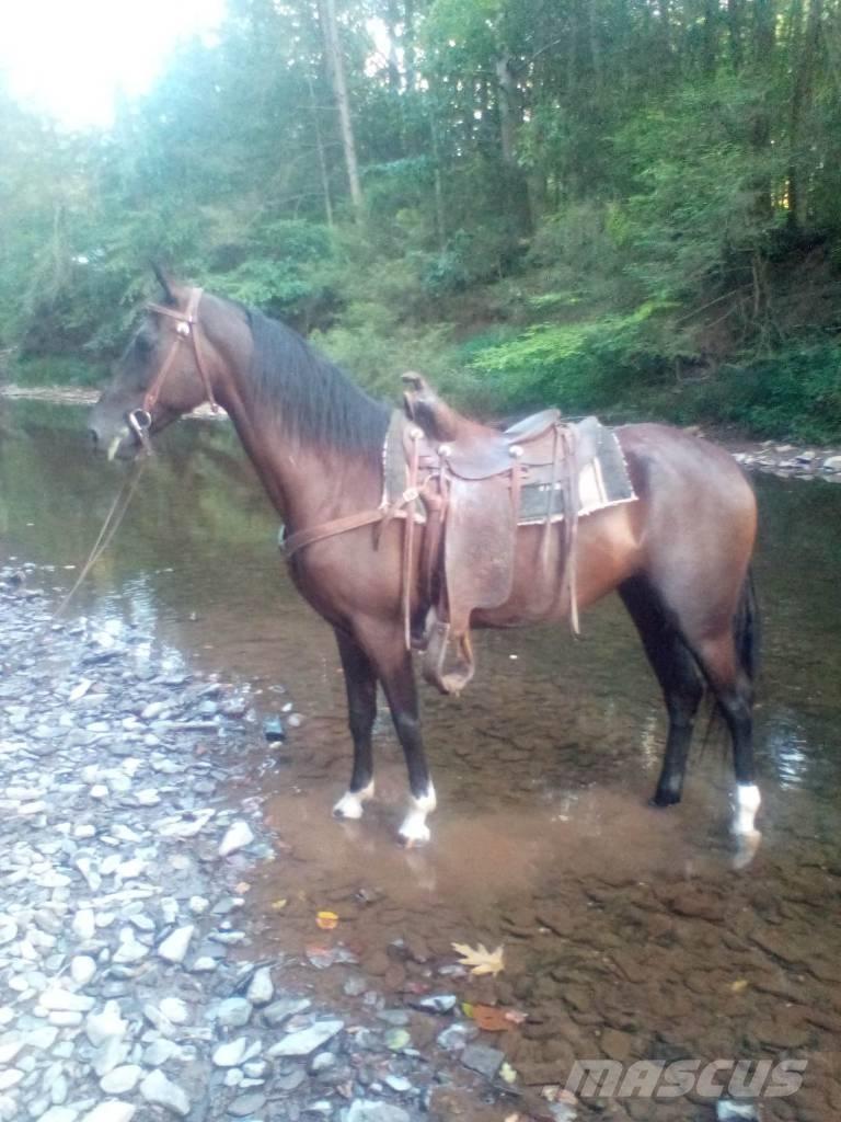  Horse Standaredbred その他畜産機材とアクセサリー・アタッチメント