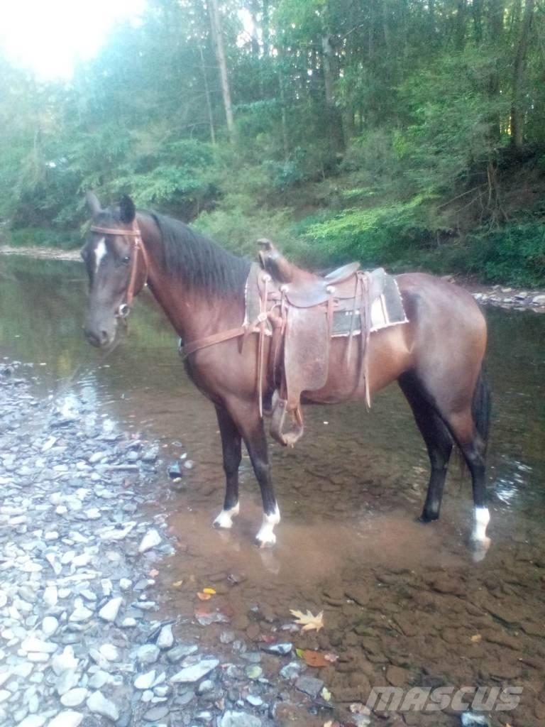  Horse Standaredbred その他畜産機材とアクセサリー・アタッチメント