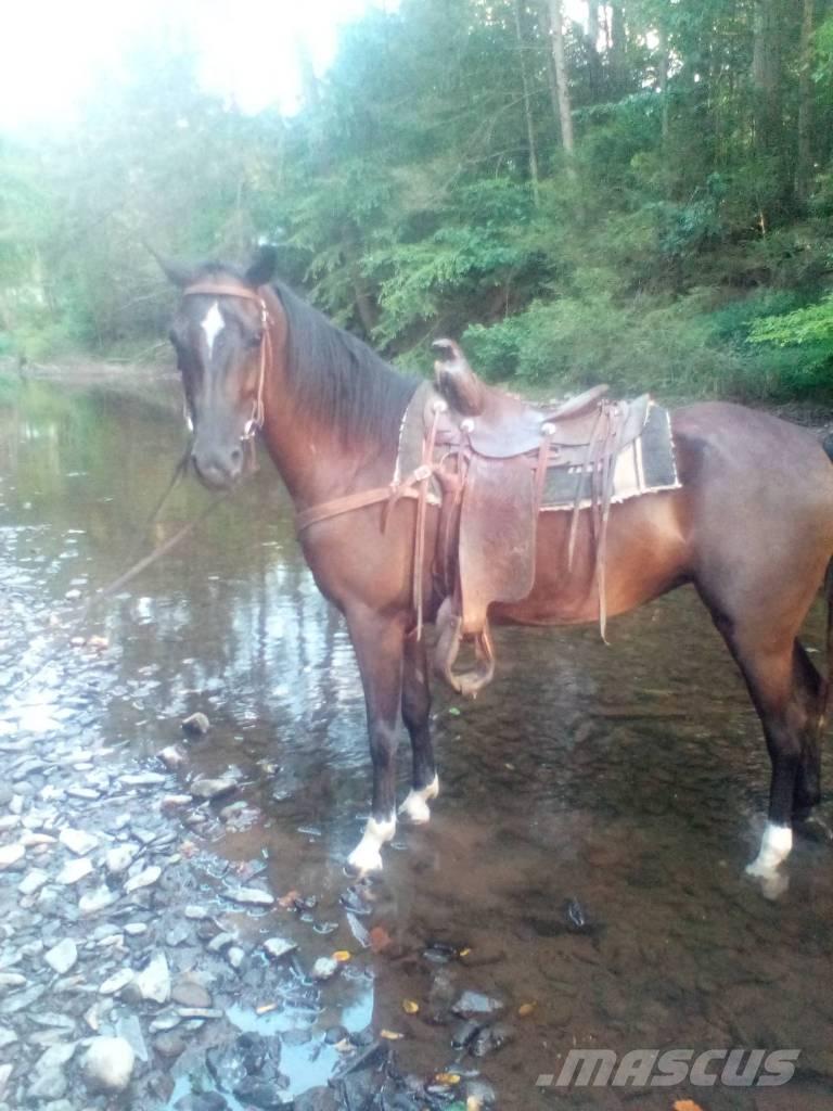  Horse Standaredbred その他畜産機材とアクセサリー・アタッチメント