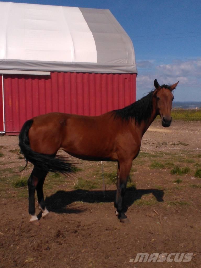  Horse Family その他畜産機材とアクセサリー・アタッチメント