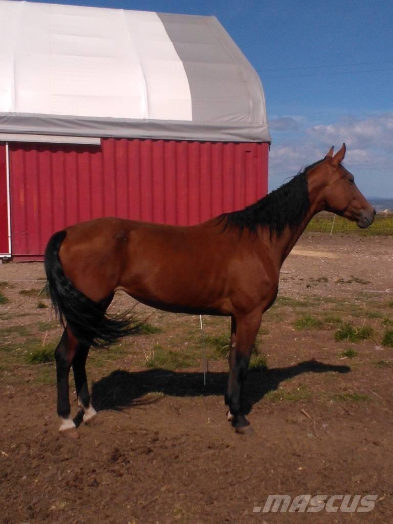  Horse Family その他畜産機材とアクセサリー・アタッチメント