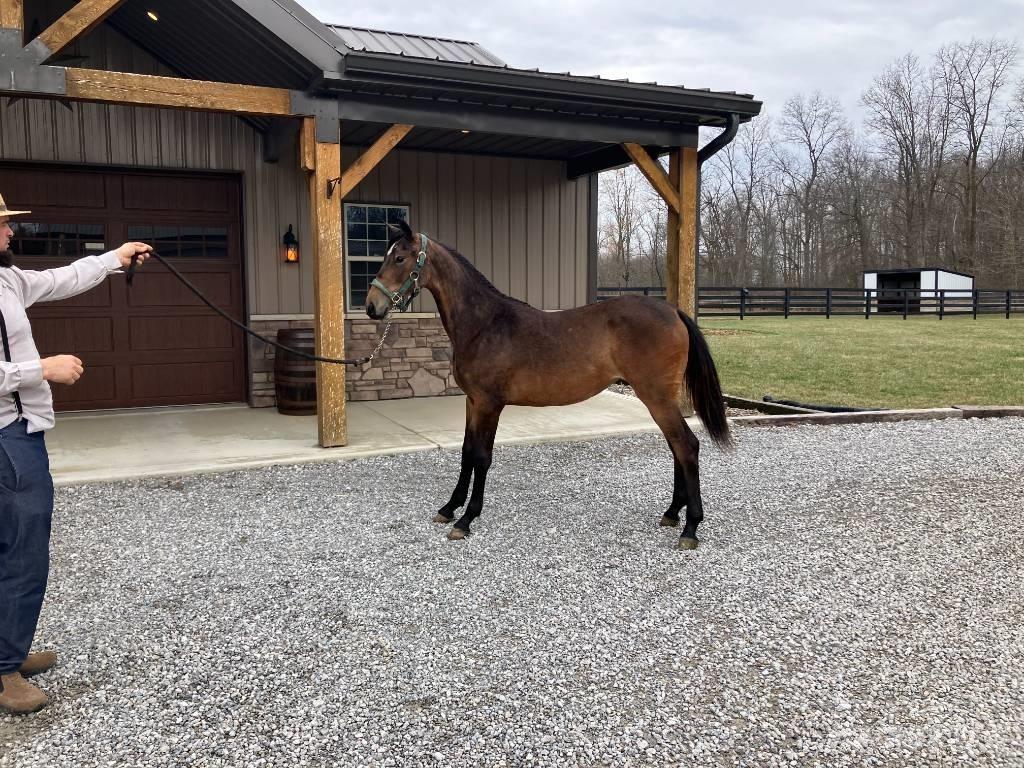 Morgan Filly その他トラクターアクセサリー・アタッチメント