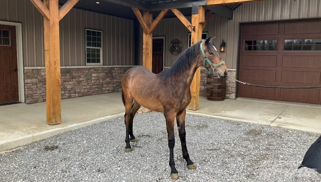 Morgan Filly その他トラクターアクセサリー・アタッチメント