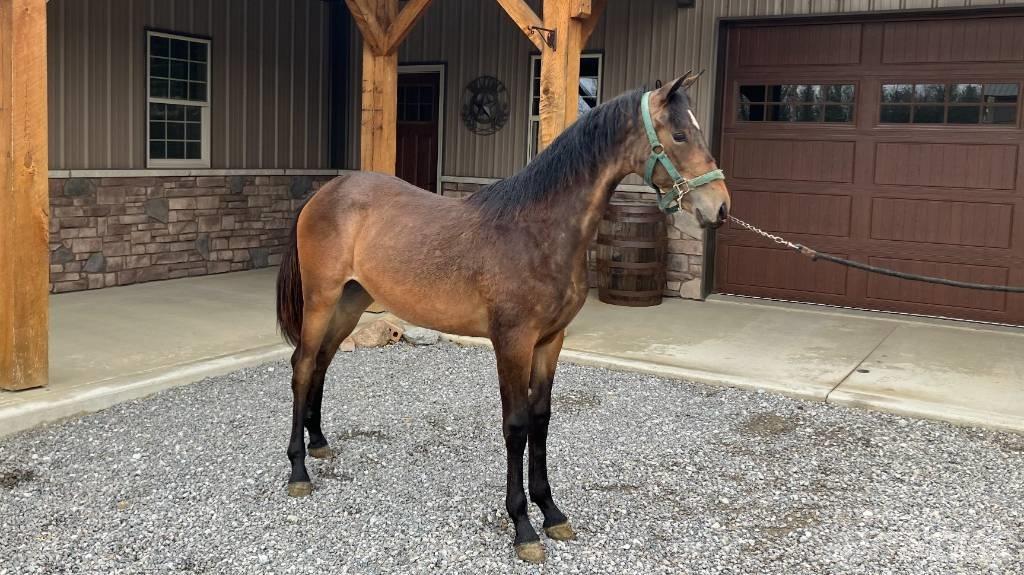 Morgan Filly その他トラクターアクセサリー・アタッチメント