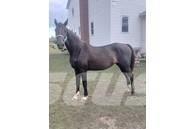  Horse Mare その他畜産機材とアクセサリー・アタッチメント
