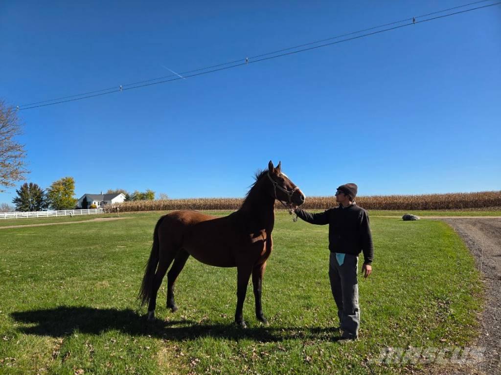  Horse Mare その他畜産機材とアクセサリー・アタッチメント