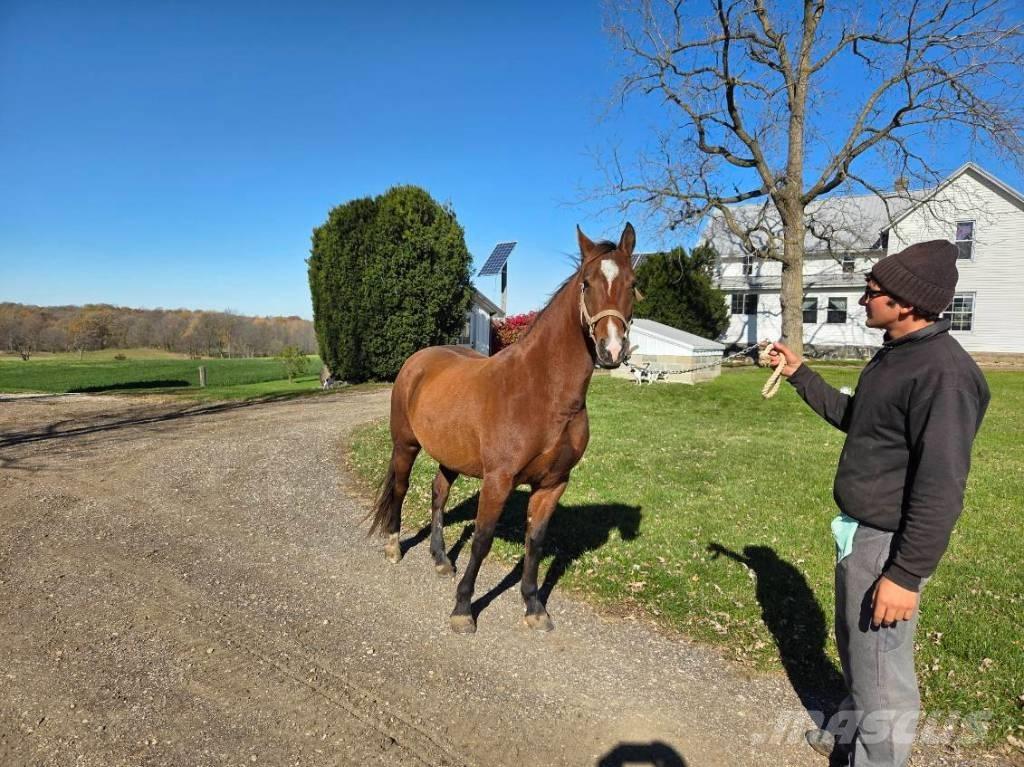  Horse Mare その他畜産機材とアクセサリー・アタッチメント