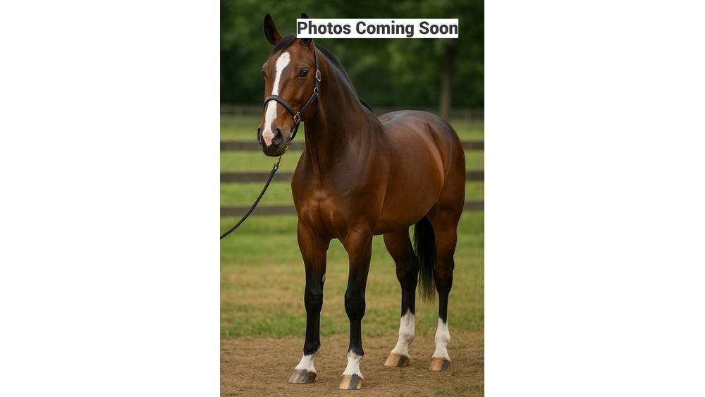  Horse Standardbred その他畜産機材とアクセサリー・アタッチメント