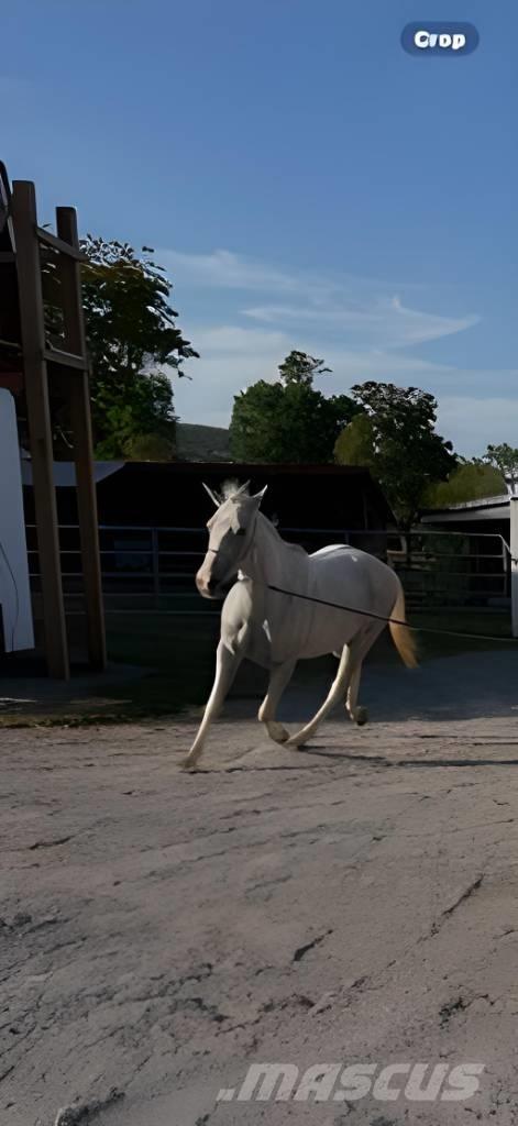  Horse Mare その他畜産機材とアクセサリー・アタッチメント