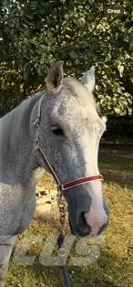  Horse Mare その他畜産機材とアクセサリー・アタッチメント