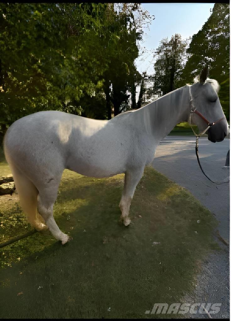  Horse Mare その他畜産機材とアクセサリー・アタッチメント