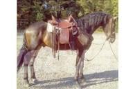  Horse Gelding その他畜産機材とアクセサリー・アタッチメント